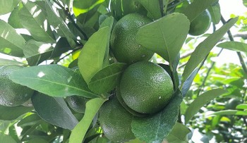 Biến vùng đất lúa nhiễm phèn thành vựa chanh bông tím thu lãi 1,5 tỷ đồng mỗi năm