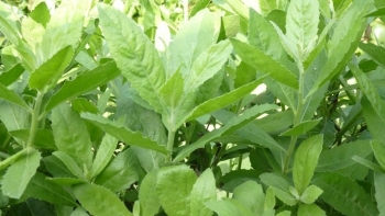 Loại cây dại mọc bờ rào tưởng chỉ làm thuốc bất ngờ thành món rau cực chất có thèm cũng khó kiếm