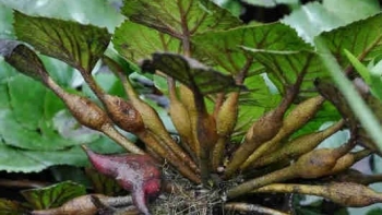 Bài thuốc dân gian giúp đôi mắt sáng khỏe