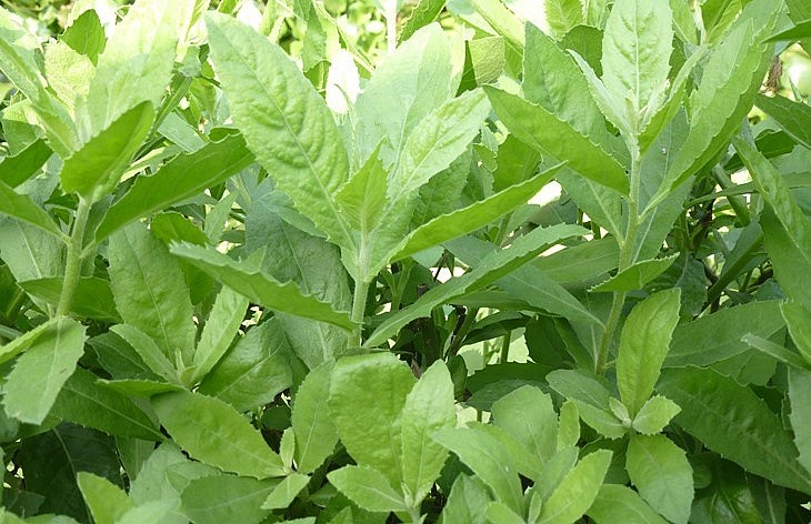 Cúc tần có nhiều công dụng trong điều trị bệnh. Cúc tần có nhiều công dụng trong điều trị bệnh.