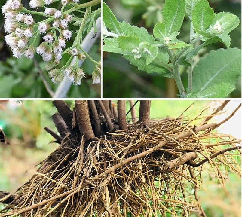 các bộ phận của cây cúc tần từ lá, rễ, và ngọn non... đều là những vị thuốc Nam rất quý các bộ phận của cây cúc tần từ lá, rễ, và ngọn non... đều là những vị thuốc Nam rất quý