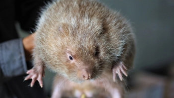 Cử nhân xin đi nghĩa vụ, xuất ngũ về lập trại nuôi chuột khổng lồ số hóa từ ăn tới sinh sản