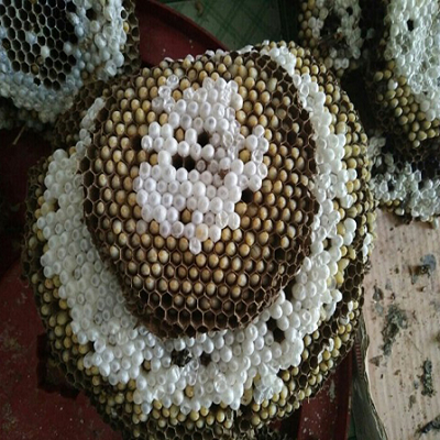 Những món đặc sản “nổi da gà” nhất xứ Tây Bắc, đến hội sành ăn cũng phải khóc thét vì sợ!