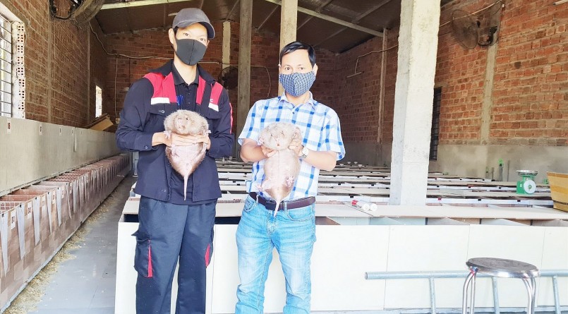 Sau 3 năm chàng cử nhân công nghệ thông tin đã đúc kết được kỹ thuật nuôi dúi hiệu quả. Sau 3 năm chàng cử nhân công nghệ thông tin đã đúc kết được kỹ thuật nuôi dúi hiệu quả.