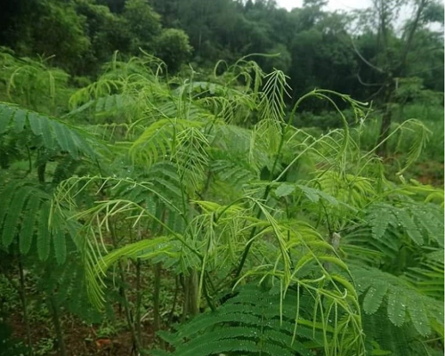 Những món đặc sản “nổi da gà” nhất xứ Tây Bắc, đến hội sành ăn cũng phải khóc thét vì sợ!