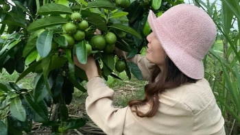 Khu vườn quả ngoại có mía Hawaii, dưa châu Phi, ngô sọc cầu vồng, hồng socola… ngát xanh châu thổ