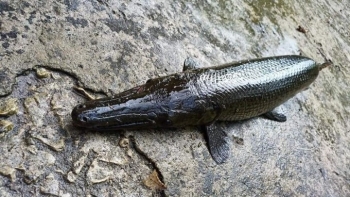 6 người ở Hoà Bình bị ngộ độc sau khi ăn trứng cá sấu hỏa tiễn