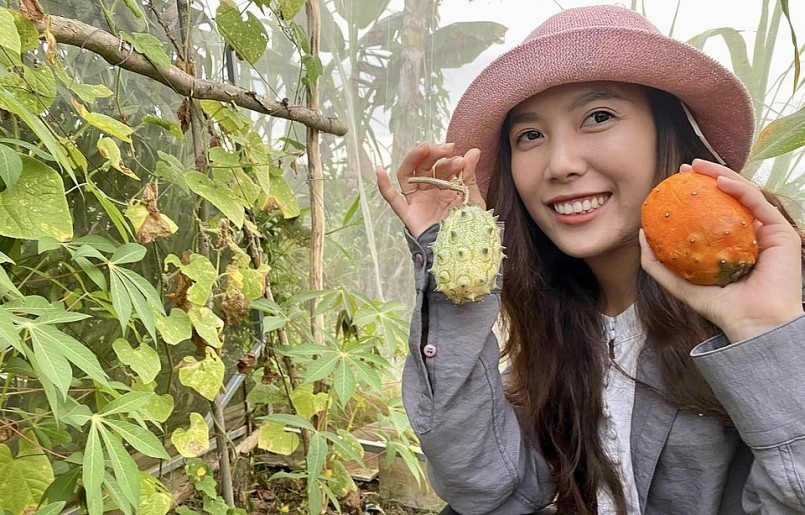Tường Vi thu hoạch dưa gai Kiwano trong vườn - loại dưa có nguồn gốc từ châu Phi từng có giá rất đắt đỏ khi nhập về Việt Nam.