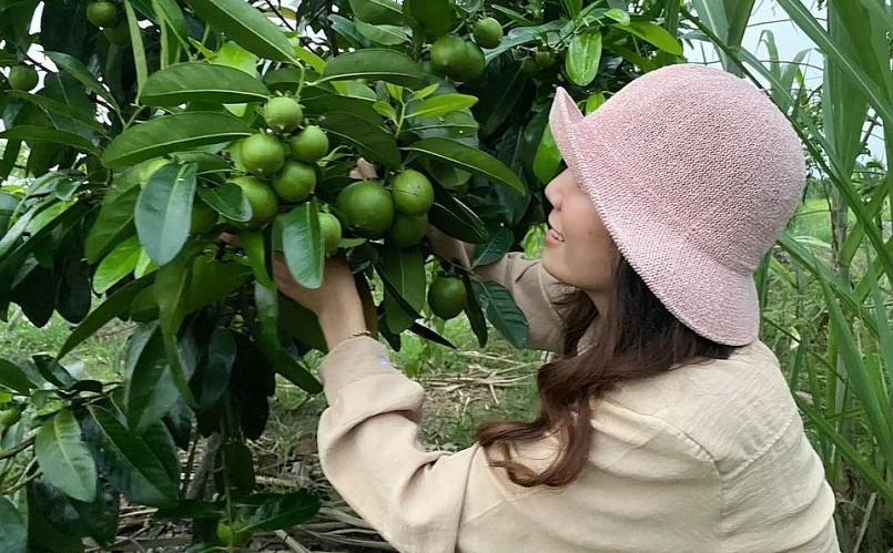 Hồng socola, loại cây được Tường Vi yêu thích nhất trong khu vườn quả ngoại.