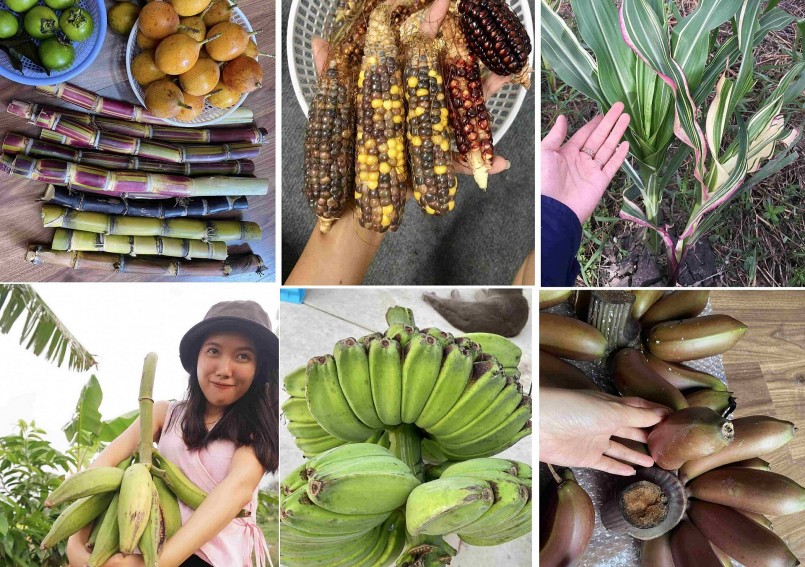 Khu vườn 2 vợ chồng tôi gây dựng đang dần phong phú về chủng loại cây độc lạ