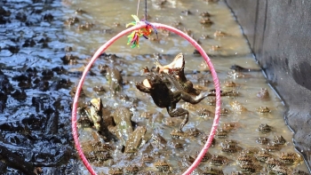 Nuôi loài ộp ộp còn luyện cho cả nghìn con biết làm xiếc, du khách kéo đến vì hiếu kỳ