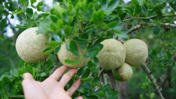 Thứ quả đen sì lại có tác dụng giải nhiệt tuyệt vời, càng ăn càng nghiện