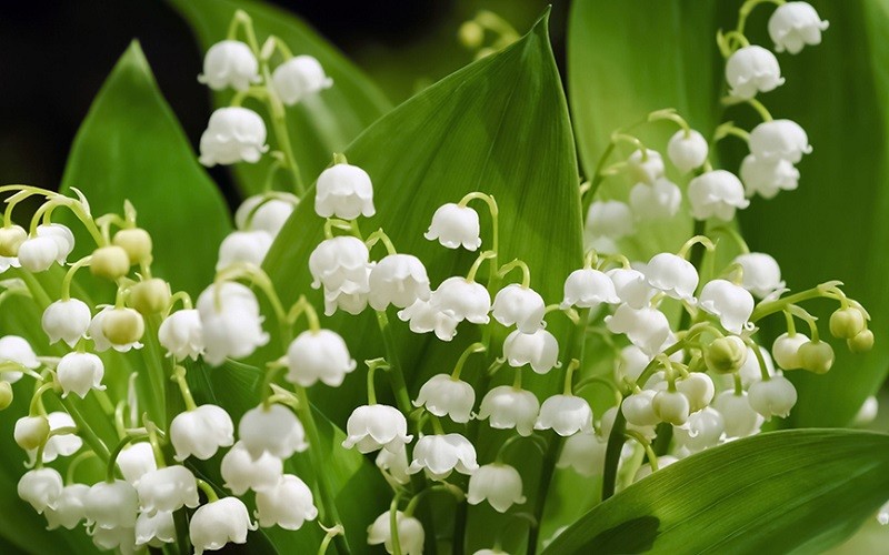 Hoa linh lan có ý nghĩa trong các nền văn hóa khác nhau