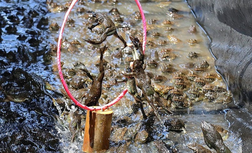 Anh Càng nuôi ếch và luyện cho ếch làm xiếc để thu hút khách du lịch.