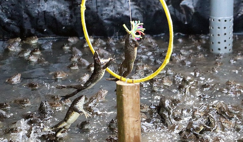 Những chú ếch nhảy qua vòng tròn cao từ 20 đến 50cm khiến người xem phấn khích.