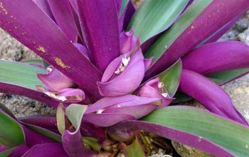 Tác dụng hữu ích của cây lẻ bạn