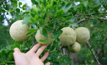 Thứ quả đen sì lại có tác dụng giải nhiệt tuyệt vời, càng ăn càng nghiện