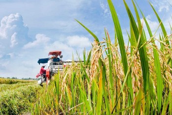 Tiềm năng đột phá của cánh đồng mẫu lớn tại Cẩm Giang