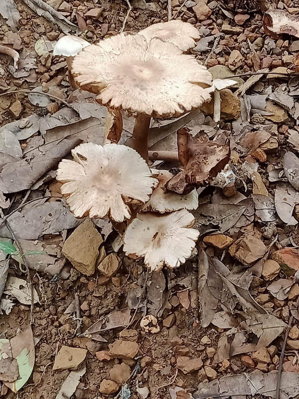 Loại nấm mà Y Đa Wit PRiêng đã ăn phải nhập viện. Loại nấm mà Y Đa Wit PRiêng đã ăn phải nhập viện.