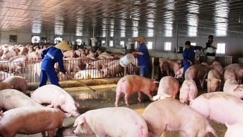 Giá heo hơi hôm nay 30/5: Khó kìm trước áp lực nguồn cung, kỳ vọng giá heo tăng lên 65.000 đồng/kg