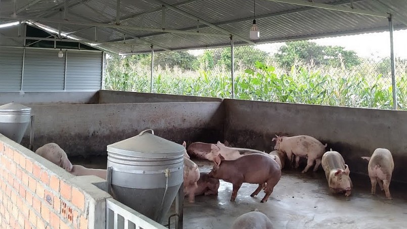 Giá heo hơi hôm nay (30/5), động lực tăng vẫn còn, nhiều ý kiến trái chiều về xu hướng giá heo.