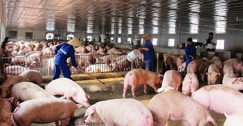 Giá heo hơi hôm nay (30/5), biến động trái chiều, nơi tăng cao nhất 3.000 đồng/kg