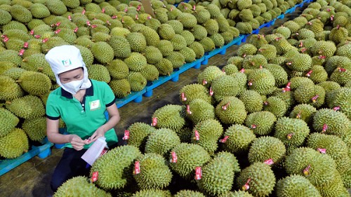 Xuất khẩu rau quả duy trì đà tăng trưởng ấn tượng