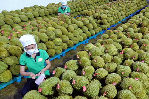 Xuất khẩu rau quả duy trì đà tăng trưởng ấn tượng
