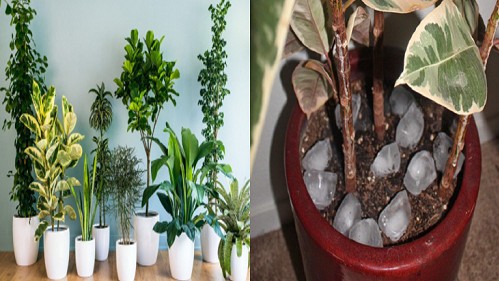 Đặt thứ “mát lạnh” này vào chậu đất, không cần tưới nước cây cảnh vẫn lớn nhanh như Thánh Gióng