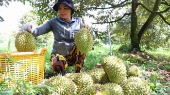 Khởi động mùa sầu riêng Tây Nguyên, giá 100 nghìn đồng/kg thương lái đặt mua cả vườn
