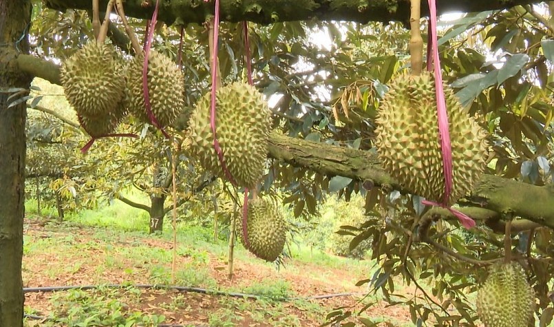 Sầu riêng năm nay được mùa, nhà vườn Lâm Đồng kỳ vọng ổn định giá cả.