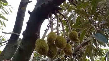 Bất ngờ sầu riêng rụng hàng loạt sau khi phun thuốc dưỡng trái, nhà vườn Đắk Lắk nguy cơ trắng tay