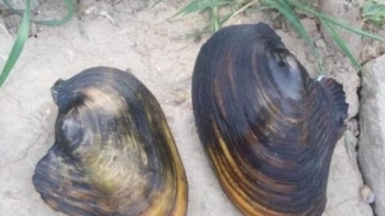 Món ăn ngon, bài thuốc quý từ trai sông