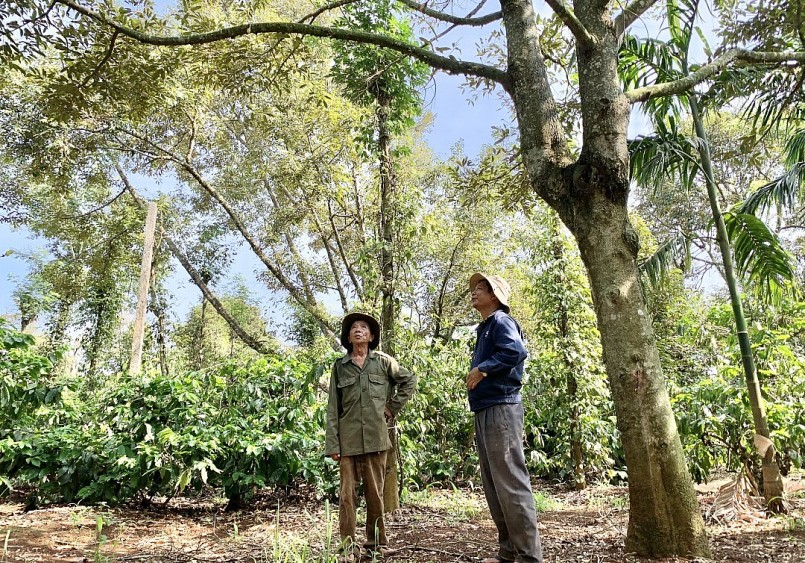 Ông Nguyễn Trường Sơn (xã Ea Ktur, huyện Cư Kuin, tỉnh Đắk Lắk) lo lắng khi nhìn những quả sầu riêng rụng hàng loạt. Ông Nguyễn Trường Sơn (xã Ea Ktur, huyện Cư Kuin, tỉnh Đắk Lắk) lo lắng khi nhìn những quả sầu riêng rụng hàng loạt.