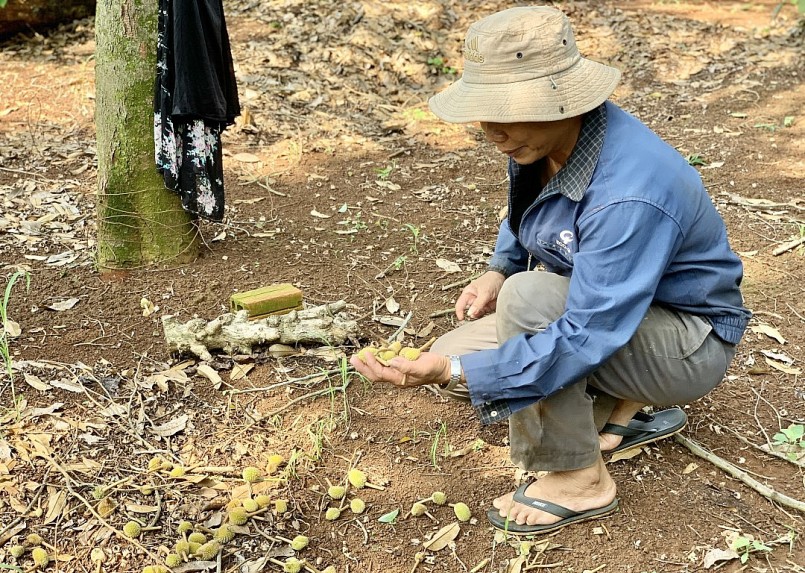 Sầu riêng rụng dưới gốc, nông dân trồng sầu riêng Đắk Lắk sẽ phải thu gom lại và xử lý để tránh tình trạng lây lan mầm bệnh đến cây sầu riêng. Sầu riêng rụng dưới gốc, nông dân trồng sầu riêng Đắk Lắk sẽ phải thu gom lại và xử lý để tránh tình trạng lây lan mầm bệnh đến cây sầu riêng.