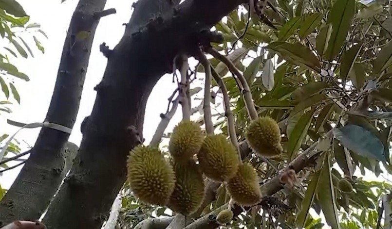 Cứ 10 trái thì rụng mất 8, người trồng sầu riêng ở Đăk Lawk lo trắng tay vụ năm nay. Cứ 10 trái thì rụng mất 8, người trồng sầu riêng ở Đăk Lawk lo trắng tay vụ năm nay.