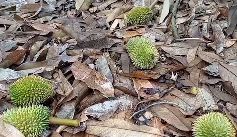 Trái Sầu riêng đã to nhưng vẫn rụng hàng loạt. Trái Sầu riêng đã to nhưng vẫn rụng hàng loạt.