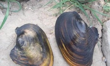 Món ăn ngon, bài thuốc quý từ trai sông