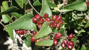 Công dụng của cây khúc khắc