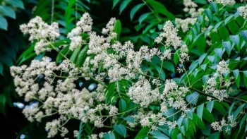 Cây “tuổi thơ” có công dụng chữa nhiều bệnh