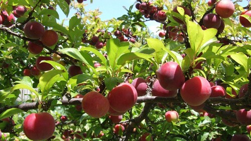 Loại quả "đầu hè" chị em nào cũng thích mua về ăn vì sở hữu nhiều công dụng đặc biệt