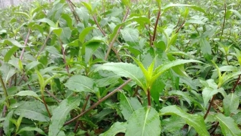 Có một loại cây mọc cheo leo trên sườn dốc như trốn tìm bất ngờ là món rau có hương thơm đặc biệt