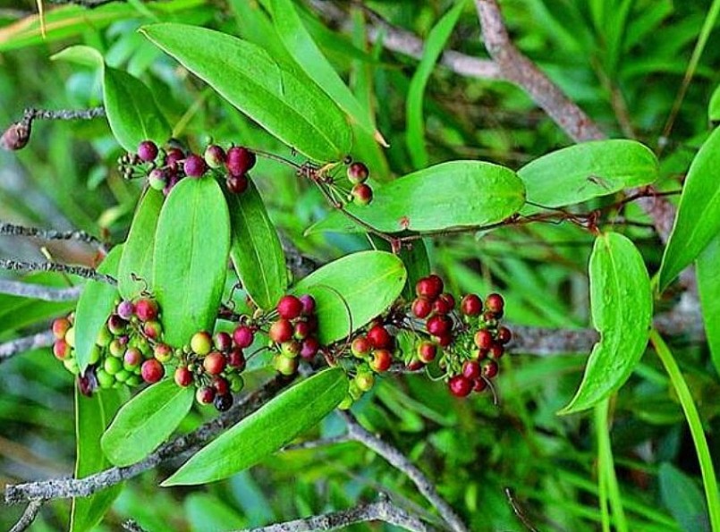 Công dụng của cây khúc khắc