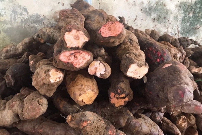 Công dụng của cây khúc khắc