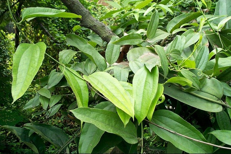 Công dụng của cây khúc khắc