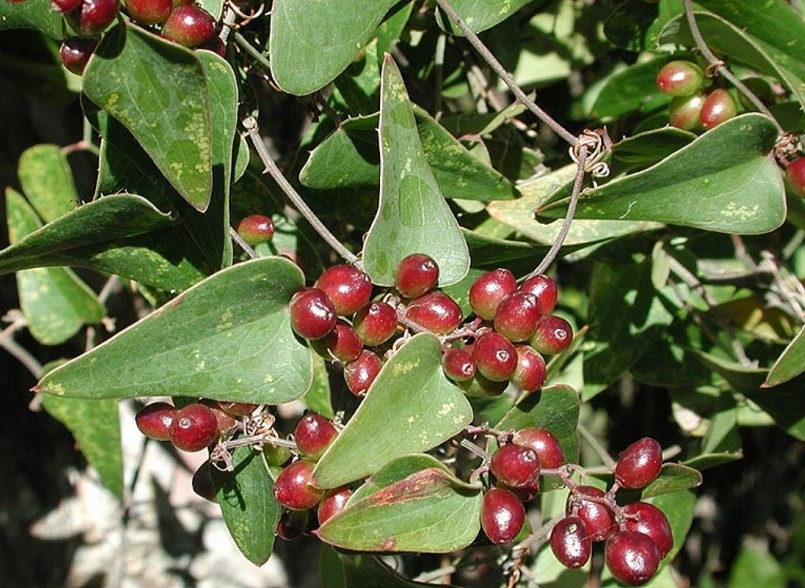 Công dụng của cây khúc khắc