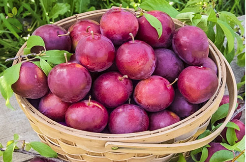 Nhiều người năm nào cũng say mê ăn mận nhưng ít biết các tác dụng đặc biệt này