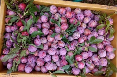 Nhiều người năm nào cũng say mê ăn mận nhưng ít biết các tác dụng đặc biệt này