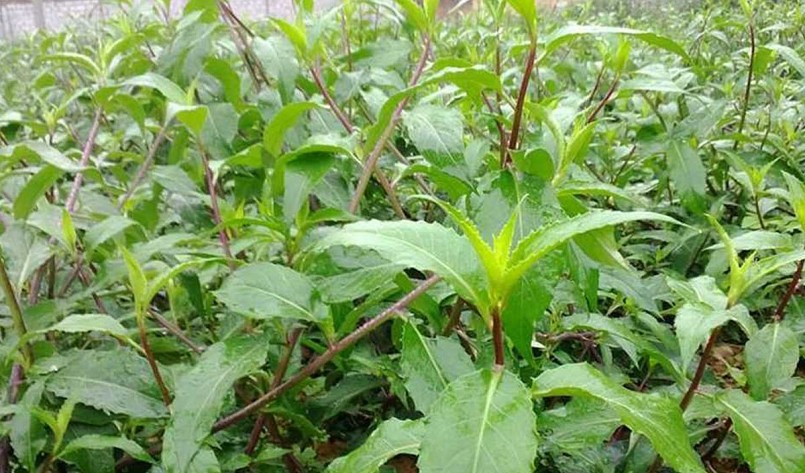 Nhiều người quen dùng rau lủi rừng này và coi đó là tinh hoa giữa núi rừng.