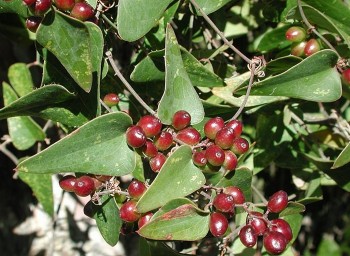 Công dụng của cây khúc khắc